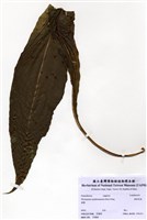 藏品(膜葉星蕨)的圖片